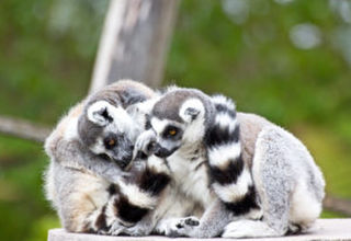 What Are Long Tail Keywords?